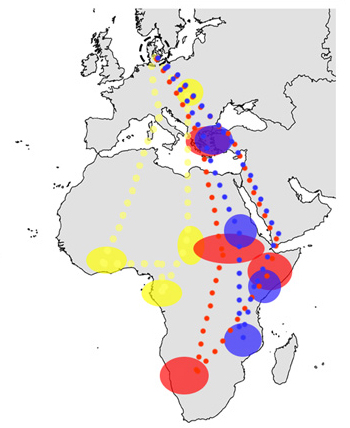 The annual migration with general stopover areas of the common cuckoo, red-backed shrike, and thrush nightingale indicated in yellow, red, and blue lines, respectively.